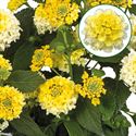 Bild von Lantana P12 Lemon glow